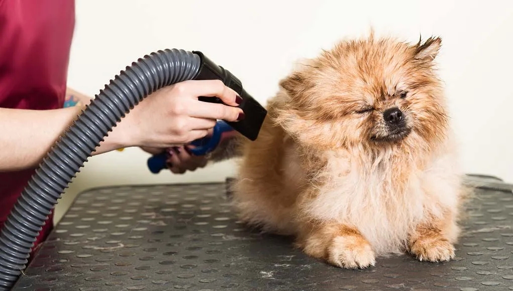 Finest 10 Dog Go of hair Dryers for Productive Drying out post thumbnail image